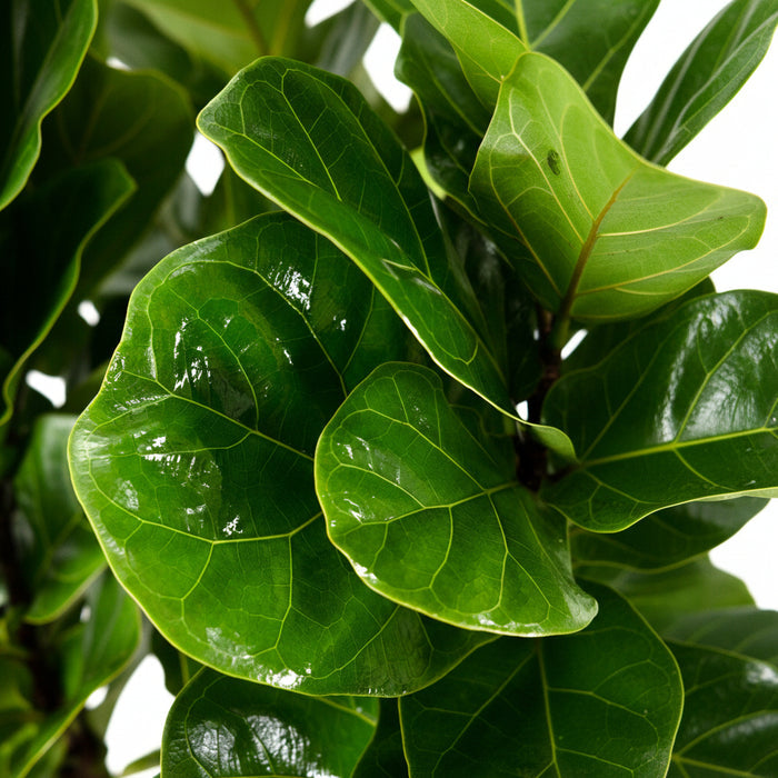 Close-up of glossy, vibrant green leaves of a Ficus Bambino (Fiddle-leaf Fig), showcasing detailed leaf structure and prominent veins.
