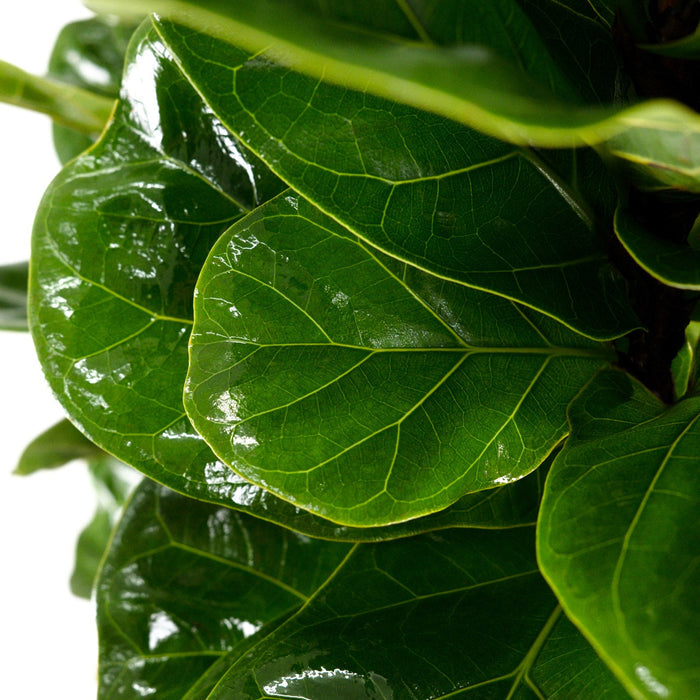 Ficus BAmbino up close of leaves