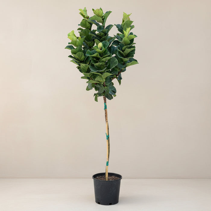 Ficus Bambino Feedle Leaf Fig Tree form in a 7gal pot
