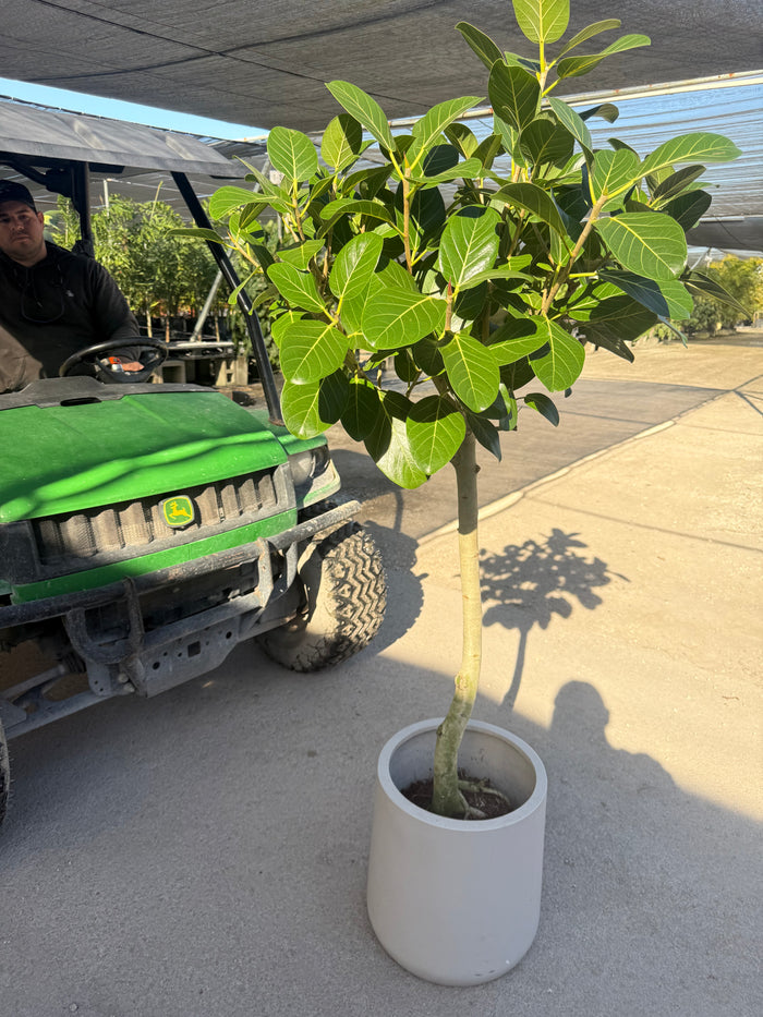Ficus Banyan Tree Form single Stem, Ficus Benghalensisis in white deco pot