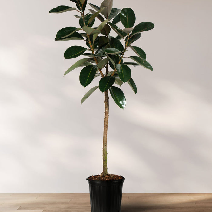 Ficus burgundy Single Trunk Potted rubber plant on a wooden floor with a plain white wall background