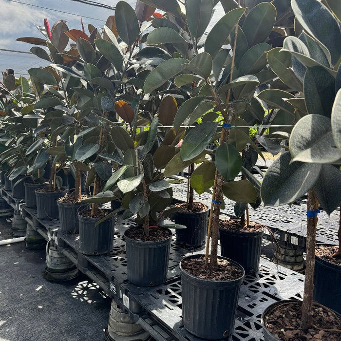 Ficus Burgundy Tree Form Single Stem, Rubber Tree in 5 gallon black nursery pots, prominently featuring clear single trunks and canopies of large, glossy dark green and burgundy leaves, arranged in a long row on elevated platforms within a bright outdoor nursery setting, showcasing their healthy early growth and careful cultivation.