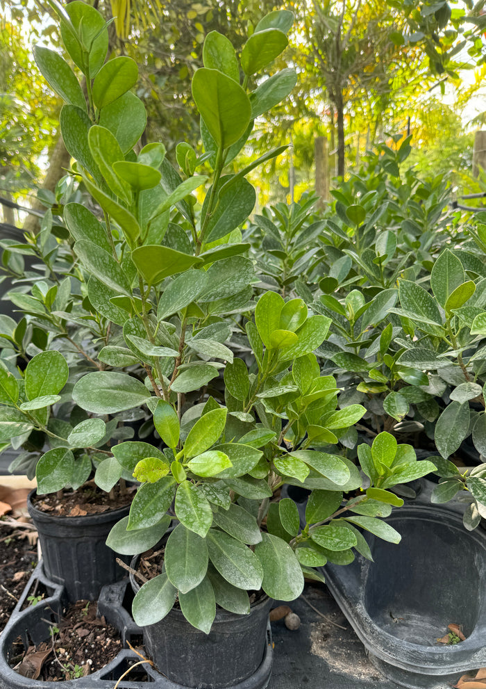 Ficus Green Island, Ficus Microcarpa
in a 6in pot inside trays