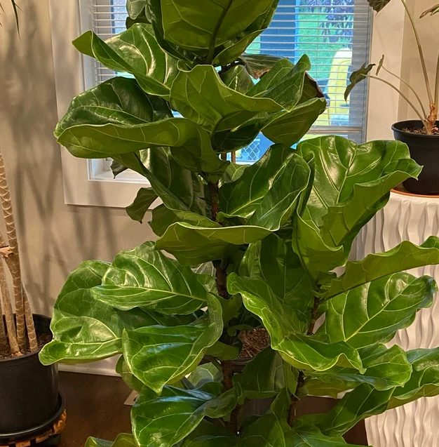 leaves of Ficus Lyrata Tree Form Double, Fiddle Leaf Fig Tree