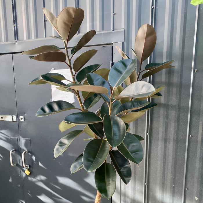 Close up of Ficus Melany Tree Form Single Stem Rubber Tree trunk and foliage with natural branching texture and glossy oversized leaves, ideal for premium indoor plant displays.