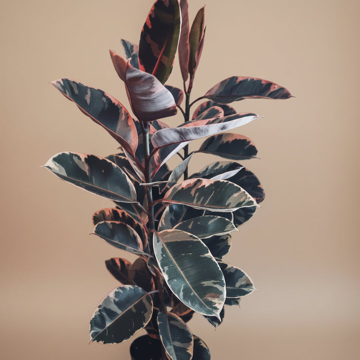 Ficus Ruby Bush Form plant with pink and green variegated leaves sitting indoors in a room corner.