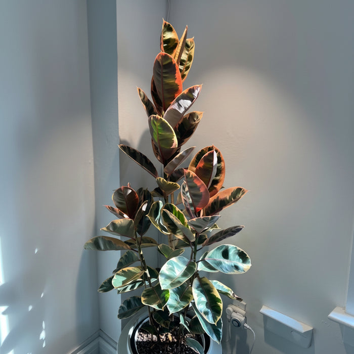 Ficus ruby single trunk tree potted plant on a patio with outdoor furniture