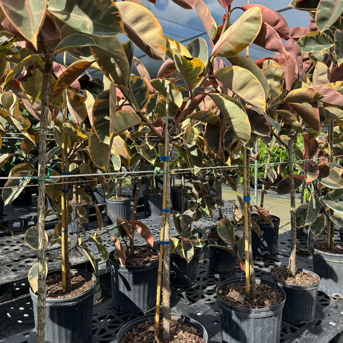 Ficus Ruby Tree Form Single Stem, Rubber Tree in 5 gallon black nursery pots, prominently featuring clear single trunks and canopies of large, glossy leaves with vibrant pink, creamy white, and deep green variegation, standing together on black landscaping fabric within a shaded outdoor nursery setting, showcasing their healthy early growth and striking colorful foliage.