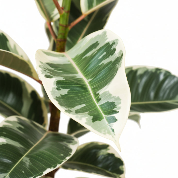 close up Ficus Tineke tree with variegated leaves displaying shades of pink, cream, and green, placed against a neutral background.
