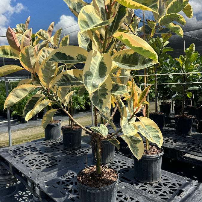 Ficus elastica 'Tineke' tree sitting on a black plastic bench in a 2 gallon outdoor nursery.