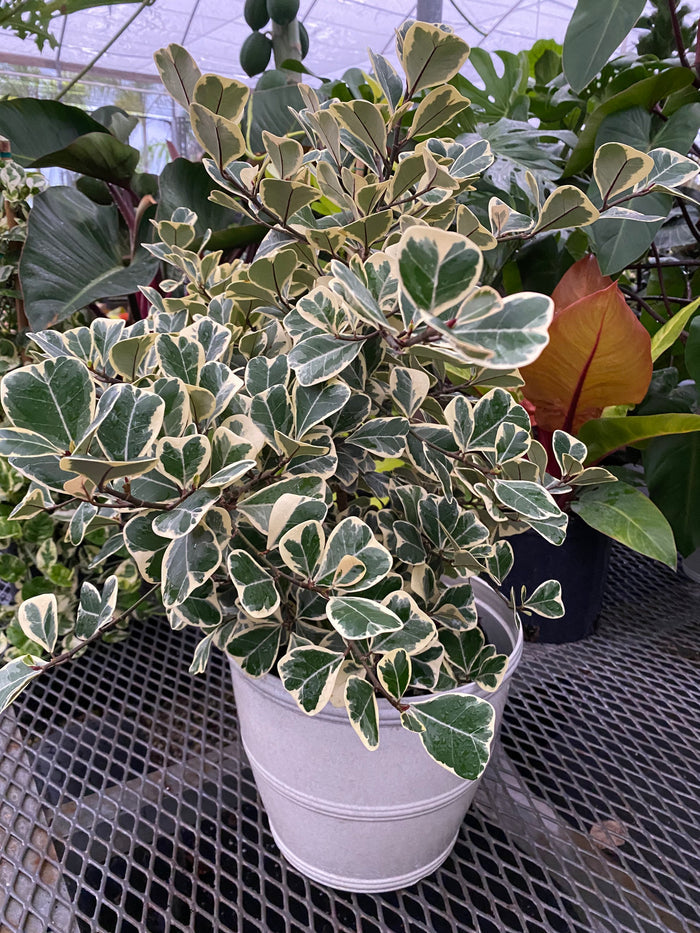 outside view of Ficus Triangularis Variegata, Bush Form Live Tropical Plant