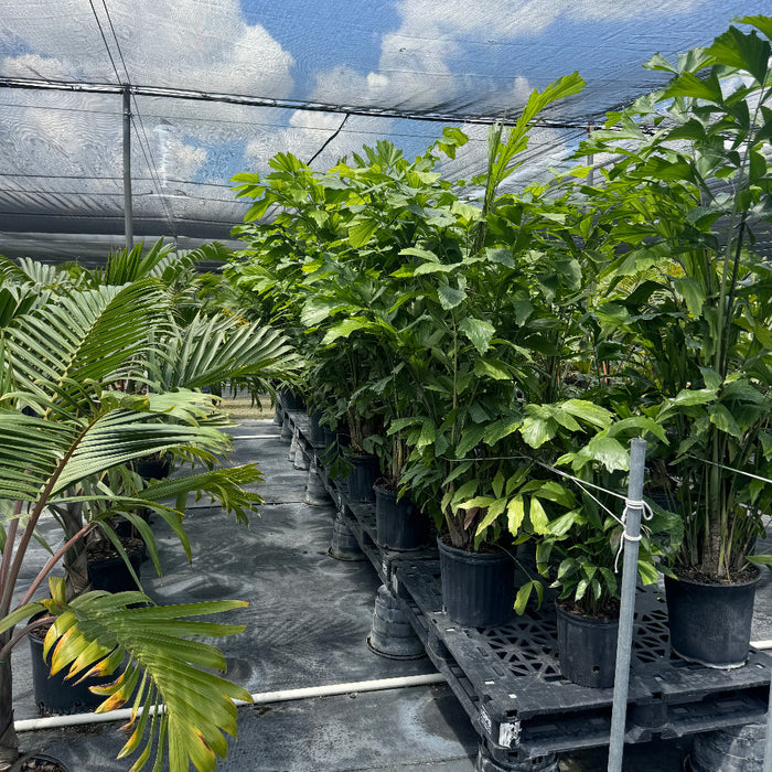 Rows of mature Caryota Mitis Fish Tail Palms displayed in a greenhouse nursery under shade cloth, featuring lush green fishtail-shaped leaves and full tropical growth.