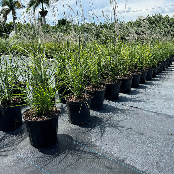 outside view of Flame Grass, Miscanthus Purpurascens