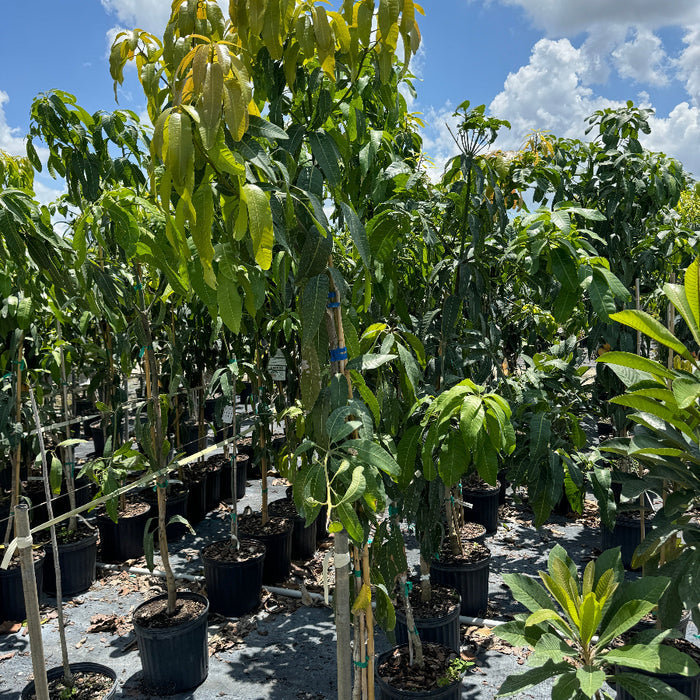 Mango tree Large green plants in pots under a blue sky with clouds