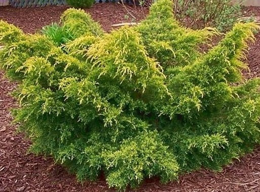 gold lace juniper in the landscape