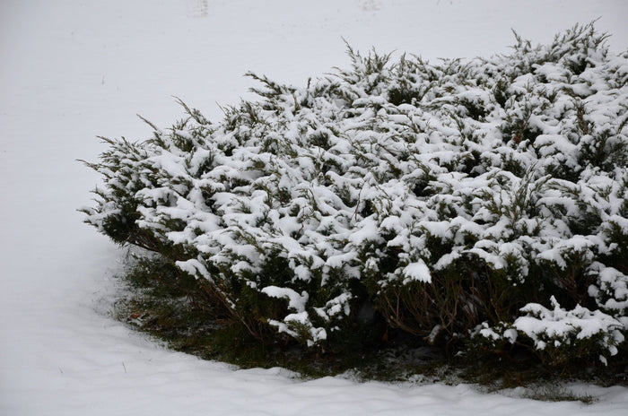 A close-up of the Grey Owl Juniper shrub showing its blue-green foliage and branching stems during winter season