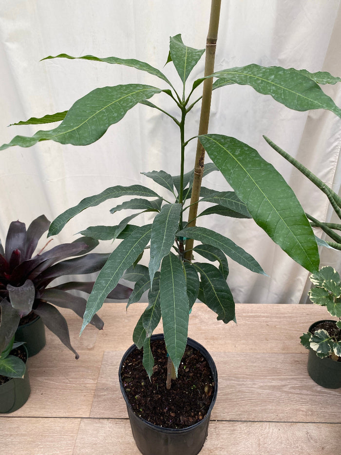Young Haden Mango (Mangifera indica) fruit tree in a black nursery pot.