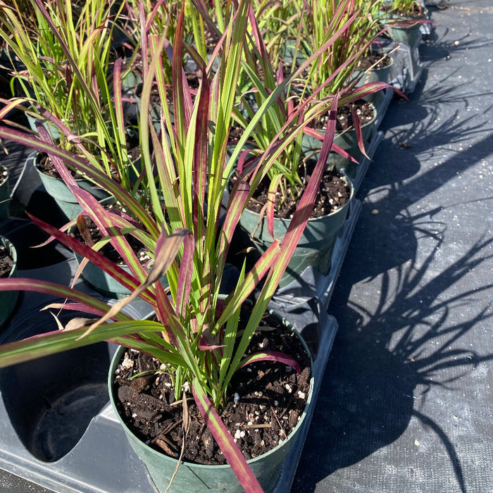 Red Baron Japanese Blood Grass