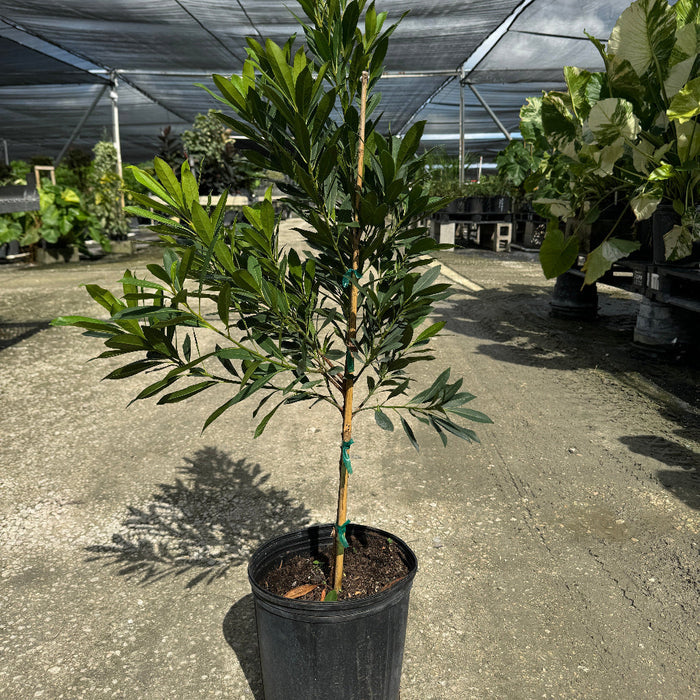 Japanese Blueberry Tree form in black grower pot