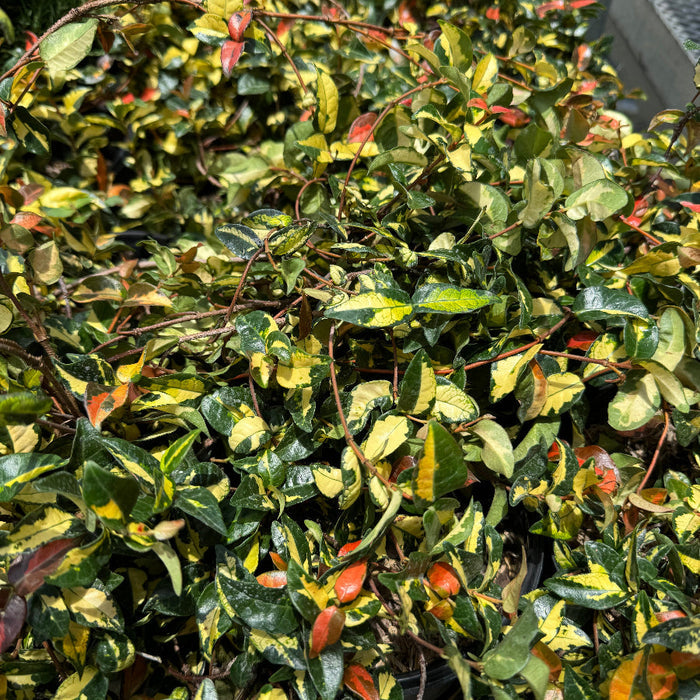 leaves of Jasmine Summer Sunset, Colorful Vining Plant