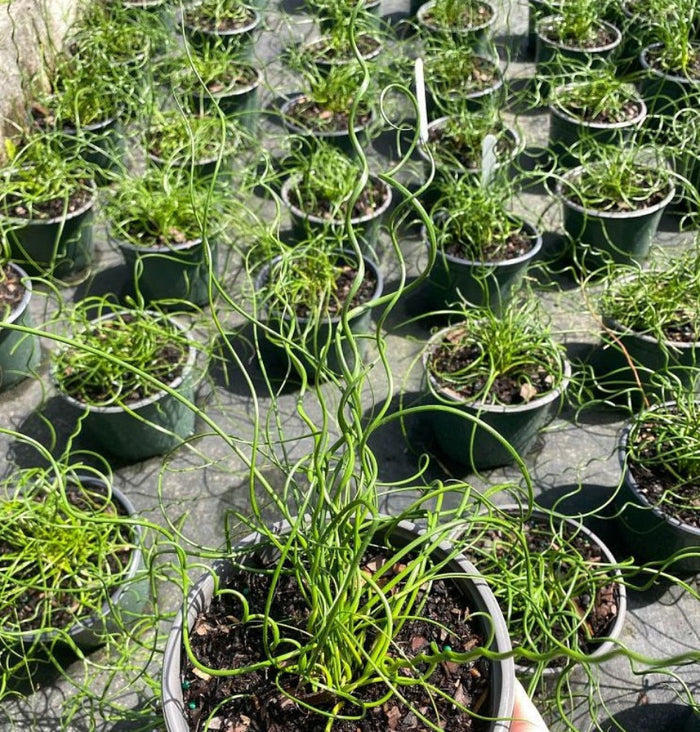 A close-up view of young potted Juncus effusus 'Spiralis' (Corkscrew Rush) plants featuring distinctive curly, spiraling green stems, growing in black nursery pots