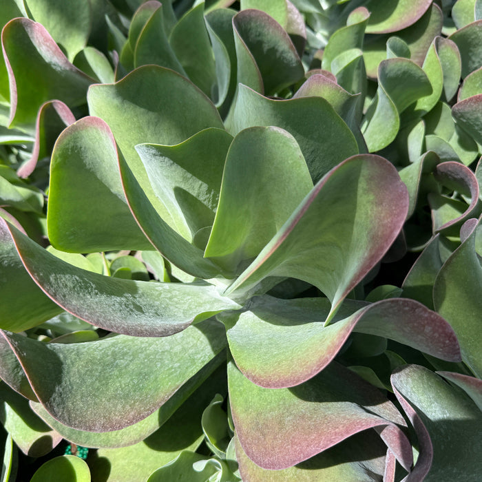 Kalanchoe Cactus, Thyrsiflora 'Flapjacks' up close