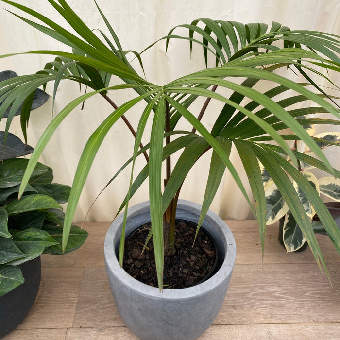 Kentia Palm Single Stem, Howea Forsteriana in a modern grey planter situated on a light wood floor against a softly draped light backdrop, featuring its characteristic slender green trunk and elegantly arching dark green feathery fronds alongside a variegated rubber plant, ideal for creating a sophisticated and relaxing tropical accent in your home interior.