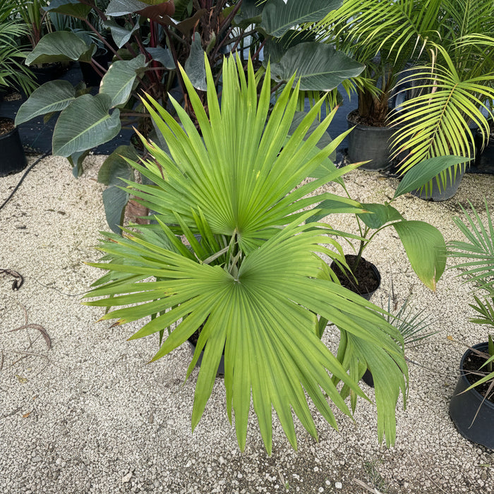 leaves of Kerriodoxa Elegans Palm Tree, Rare and Exotic