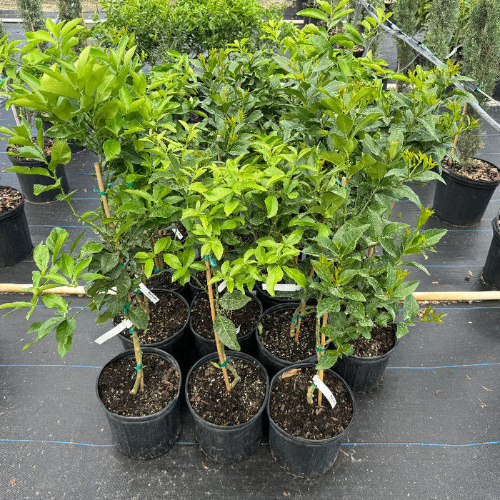 Key Lime Citrus Tree, Citrus Aurantiifolia potted in rows nursery setting