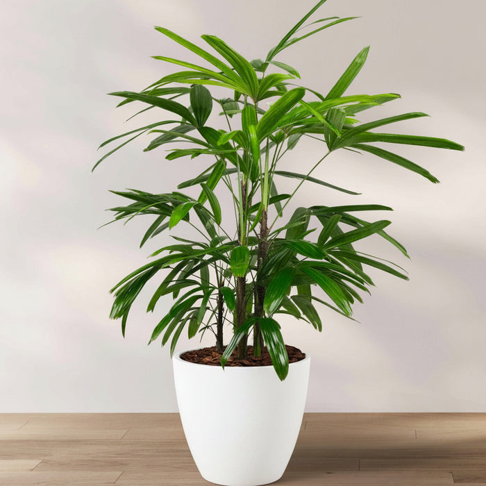 Lady Palm, Rhapis Excelsa, Indoor Queen Palm in a 2 gallon black grower pot with dense, dark green broadleaf fronds, ideal for an elegant houseplant collection or bringing a lush tropical feel indoors.