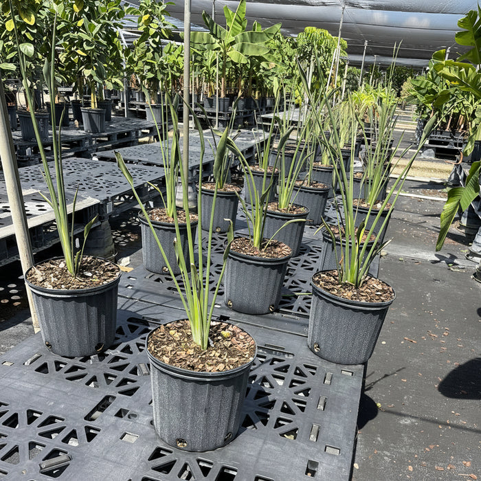 Several potted leafles bird of paradise tall green ornamental grasses or similar foliage plants arranged on black plastic nursery rafts in a greenhouse or nursery setting.