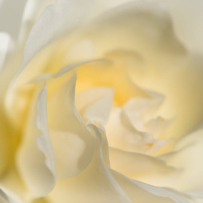 Leona | Nick Psomiadis