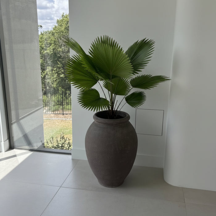 Licuala Fan Palm in a large gray decorative pot placed in the corner of a house, featuring broad circular fan-shaped tropical foliage.