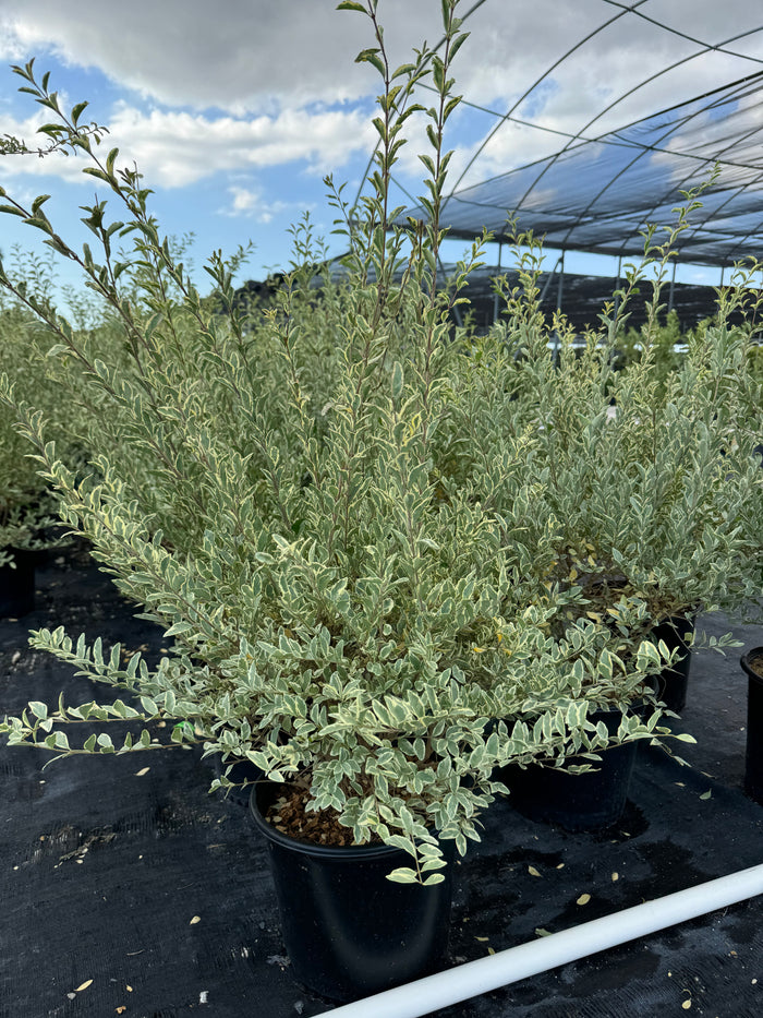 Ligustrum Sinense Variegated Privet Tree in a 2gal pot outdoors