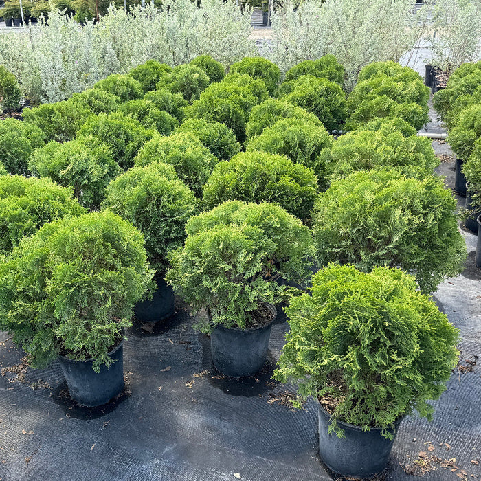 Little Giant Arborvitae Topiary Ball, False White Cedar Fully Grown Green shrub in a garden setting with other plants and rocks.