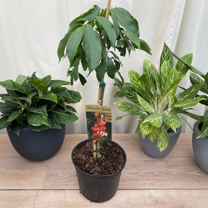 Young potted Lychee Mauritius tree sapling in a black nursery pot.