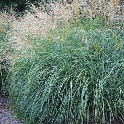 close view of Maiden Grass Morning Light, Miscanthus Sinensis