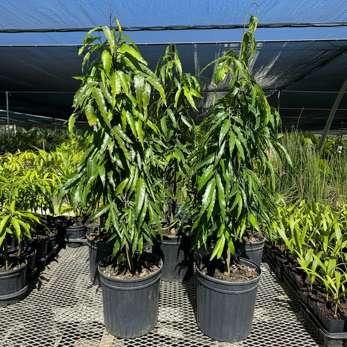 Young False Ashoka, Mast Tree's in black grower pots