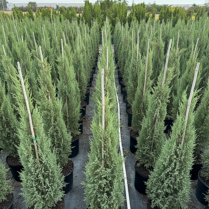 Rows of tall, slender Medora Juniper trees with dense blue-green foliage, planted in black nursery pots