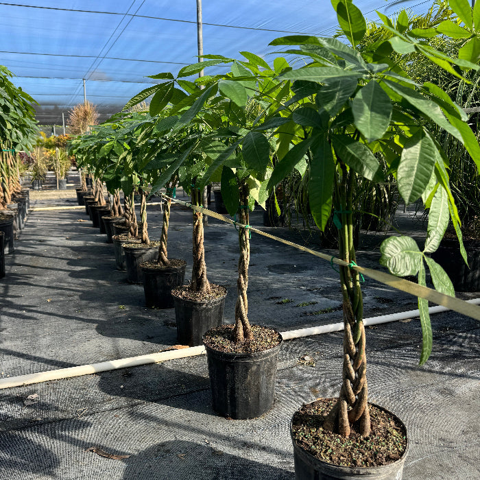 Money Tree Braided, Large Trunk Tree Form, Pachira Aquatica in nursery setting 5gal
