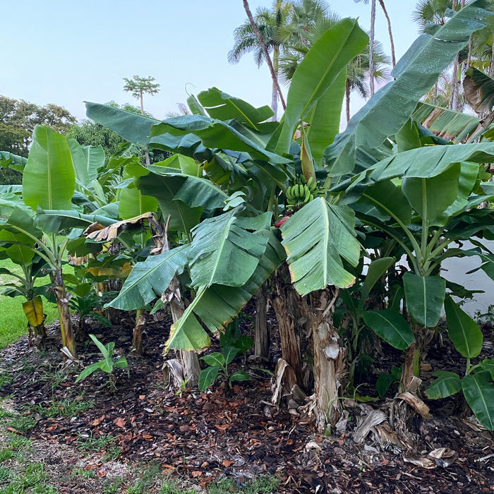 Musa Basjoo Cold Hardy Banana Fruit Tree in a jungle