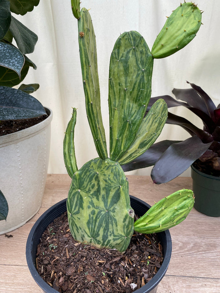 Potted Variegated Nopal Prickly Pear Cactus.