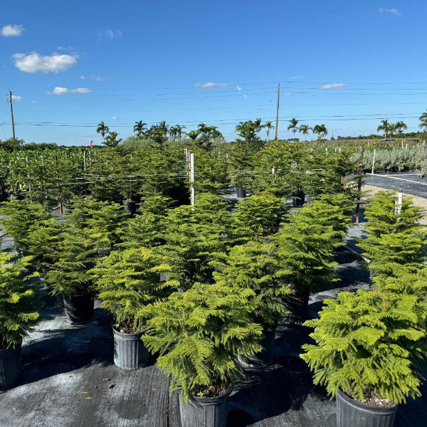 Potted Norfolk Island pine plant in rows at nursery