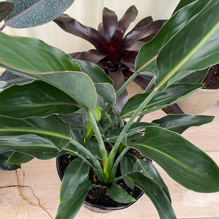 Orange Bird of Paradise, Strelitzia Reginae in 2 gallon container with a dense cluster of lush green paddle-shaped leaves and sturdy upright stems, ideal for bright indoor spaces and tropical outdoor landscapes.