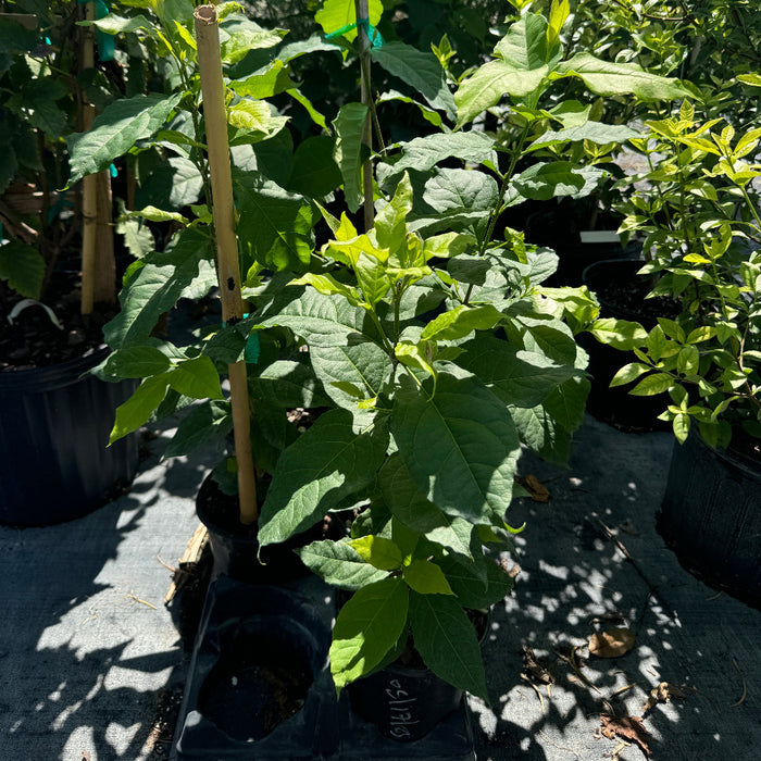 Close-up of Peanut Butter Fruit Tree in black grower pot