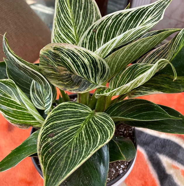 Philodendron Birkin, White Stripe Leaves in a 2 gallon grower pot with glossy, dark green leaves and striking white stripe variegation displayed on a vibrant orange patterned rug