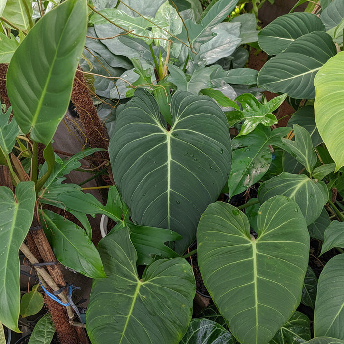 leaves of Philodendron Gloriosum