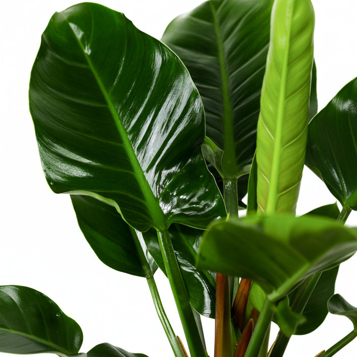 Close-up of green plant leaves with a white background philodendron green congo plant