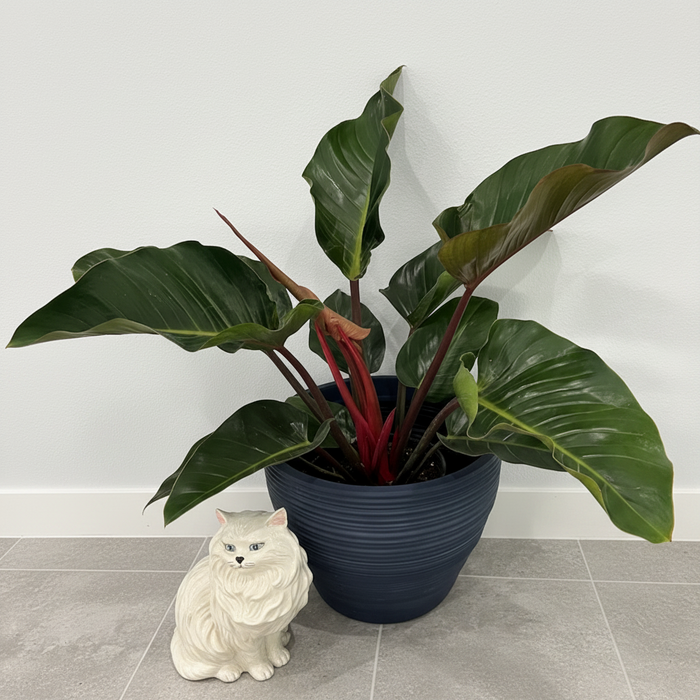 Philodendron Red Congo, Tropical Forest Plant in a dark blue textured pot with striking dark green leaves and vibrant red stems displayed on a tiled floor