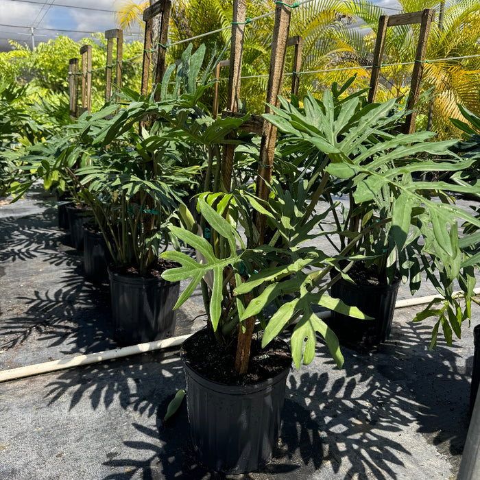 Large split-leaf tropical plants in 2 gallon black nursery pots outdoors.